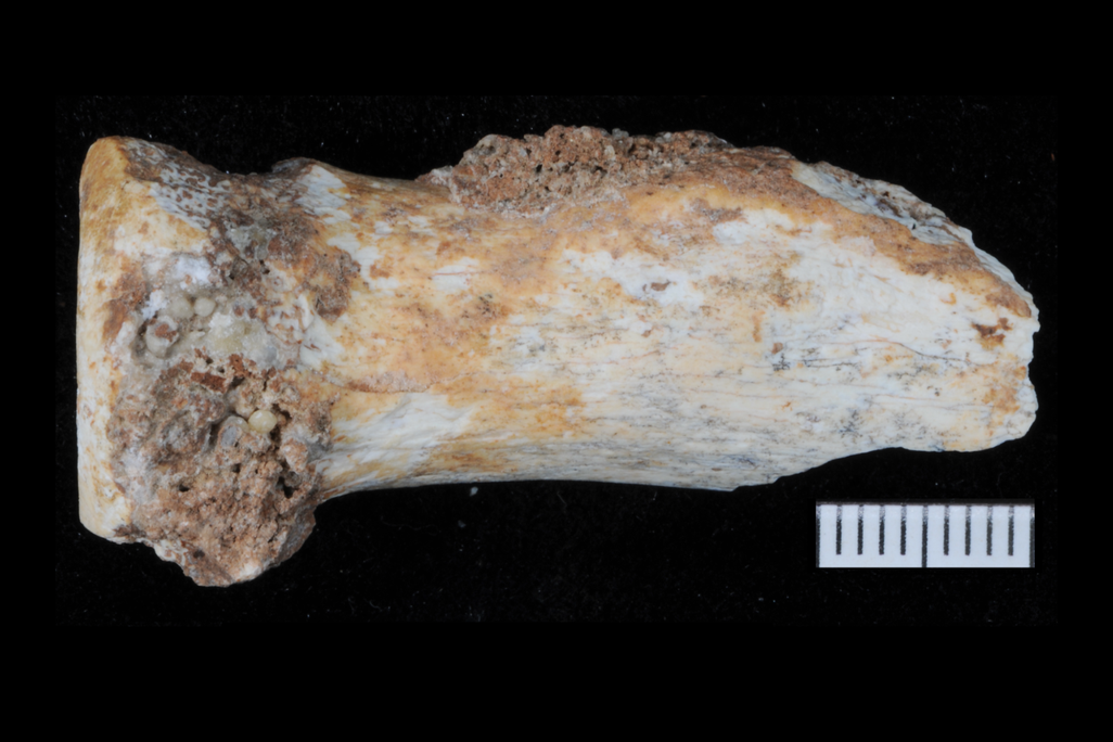 bone fragment on a black background