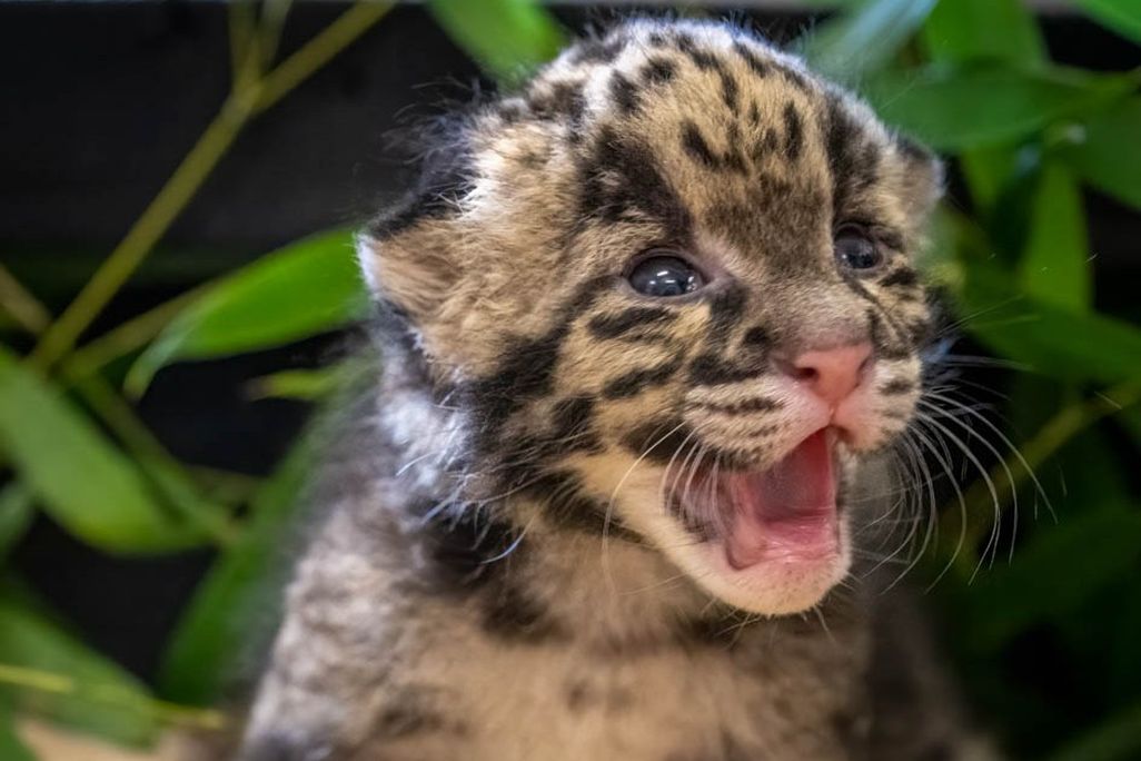 a small clouded leopard kitten stands with its mouth open, likely meowing