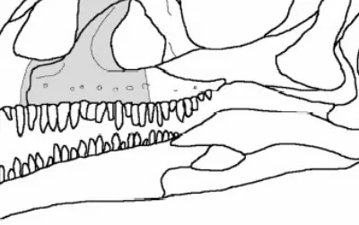 The shape of the "Pachysuchus" fossil (in grey) set into a sauropodomorph dinosaur skull