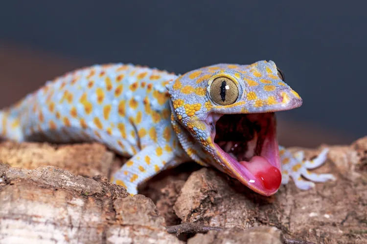 In loud conditions, a tokay gecko adjusts its call, which is typically used to find a mate or defend territory.