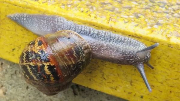 A garden snail thumbnail