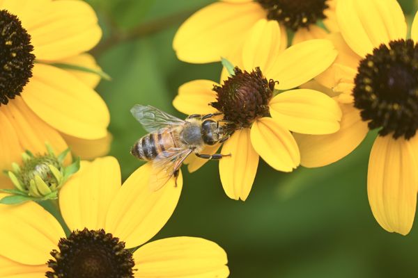 Beautiful Bee thumbnail