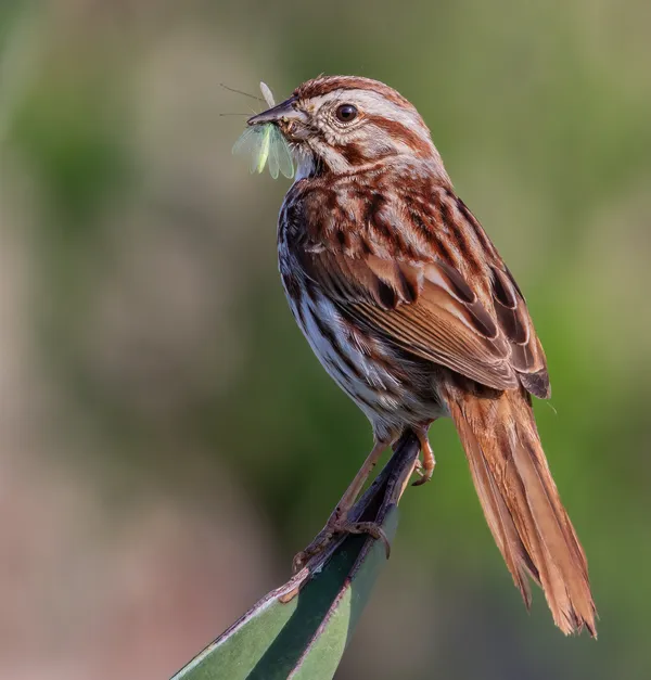 Bird Catches Flying Insect thumbnail