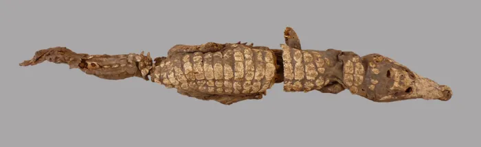 Dorsal view of crocodile number five