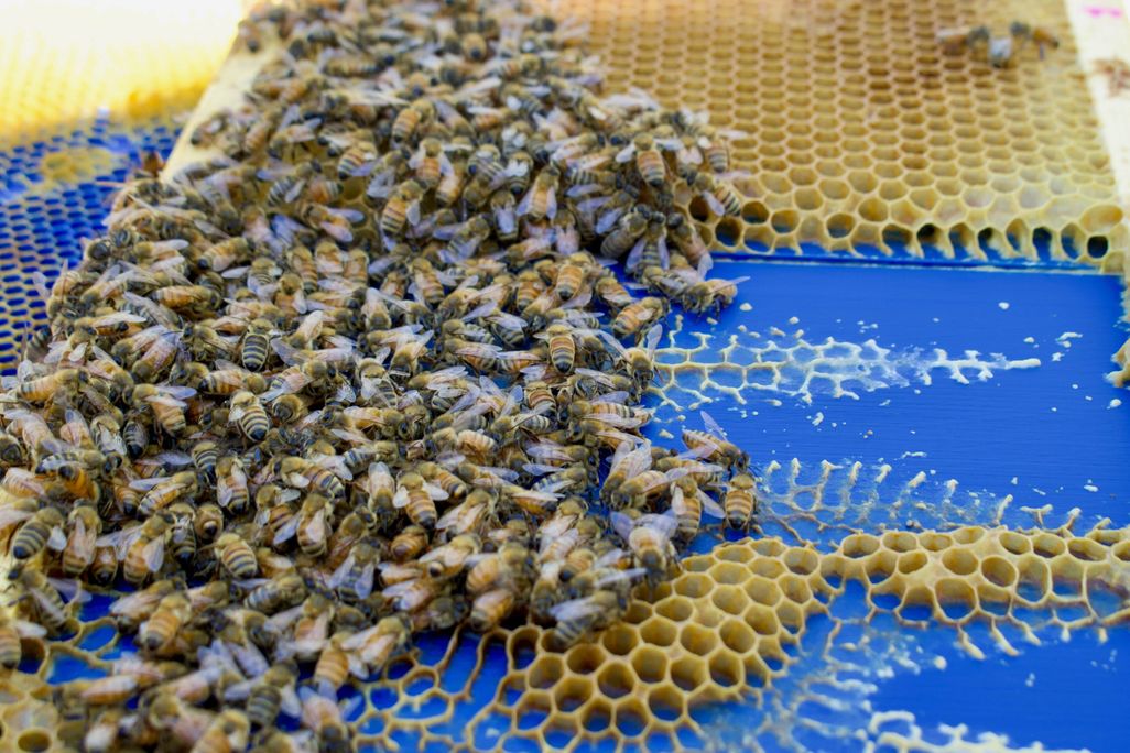 bees building honeycombs on top of plastic