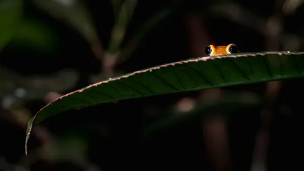 Madagascar Tree Frog thumbnail