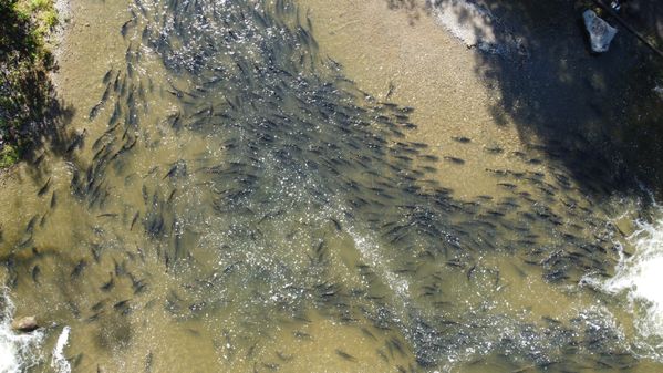 Salmon migration thumbnail