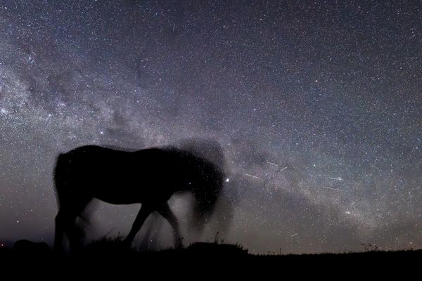 A horse prances in the milky way thumbnail