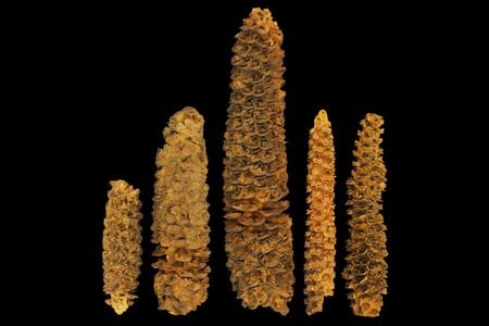 Sequencing entire genomes from ancient tissues helps researchers reveal the evolutionary and domestication histories of species. (Thomas Harper, The Pennsylvania State University)