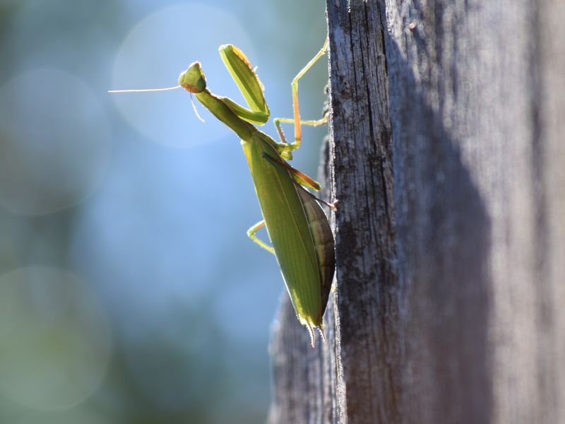 Praying Mantis | Smithsonian Photo Contest | Smithsonian Magazine