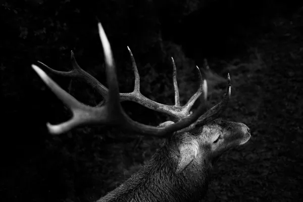 deer portrait thumbnail