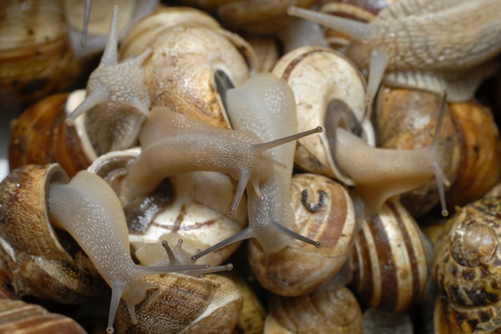 snails