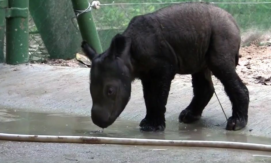 The new baby takes his first sip of water.