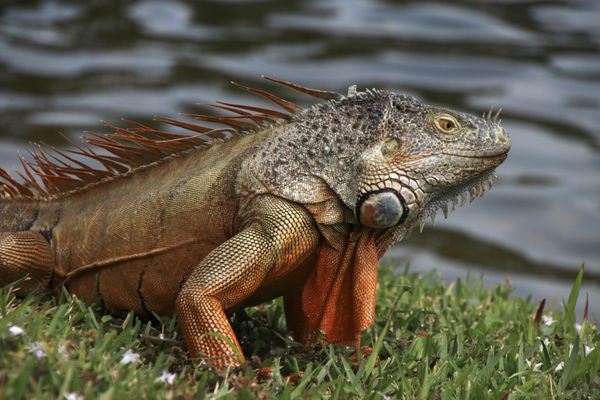 Floridian Dinosaur thumbnail