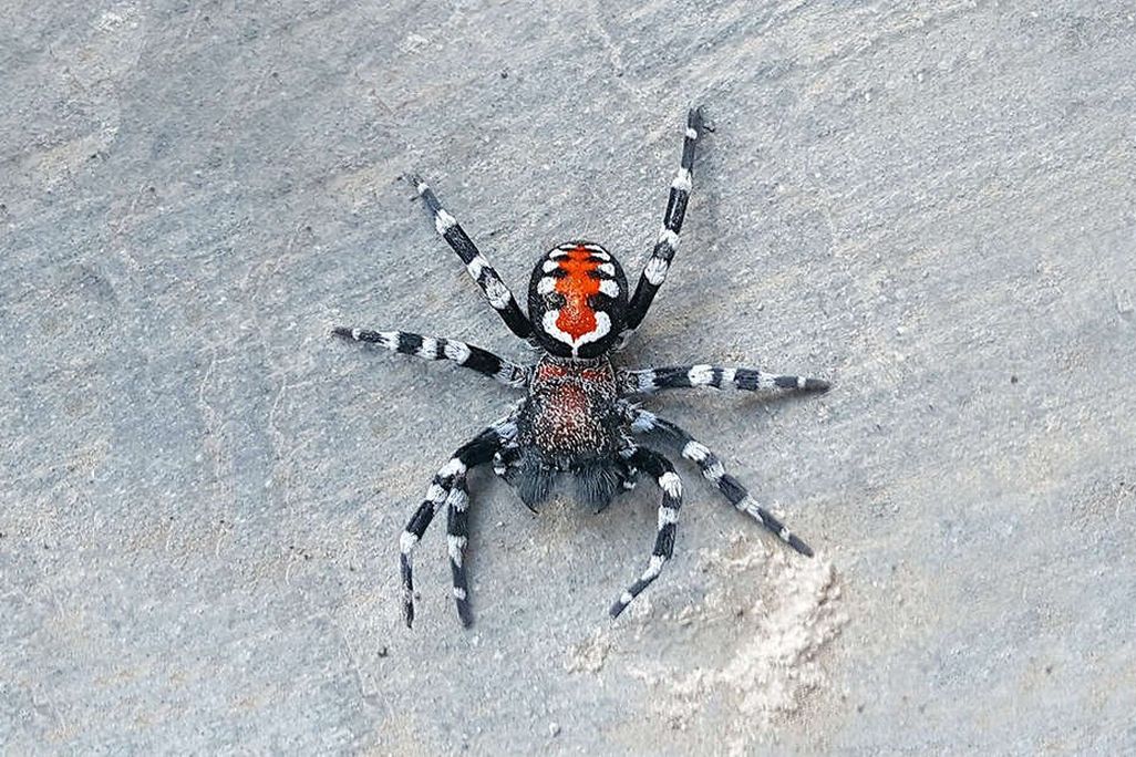 Loureedia phoenixi