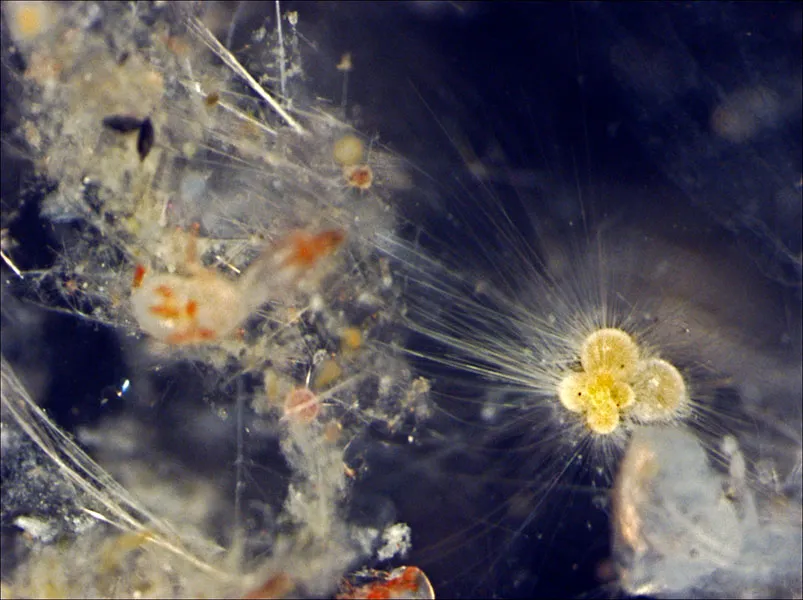 Living Foraminifera