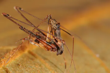 Researchers at the Smithsonian's National Museum of Natural History traveled the world and made many new discoveries this year—including 18 new species of pelican spiders. (Nikolai Scharff)