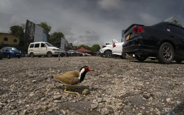 Parking lot guardians thumbnail