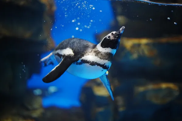 Dancing in the water thumbnail