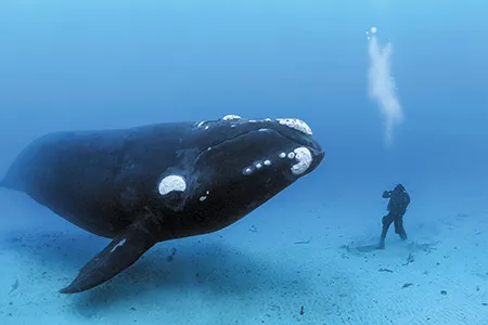Off the Auckland Islands, a southern right whale moves in for a closer look at Skerry’s diving partner.