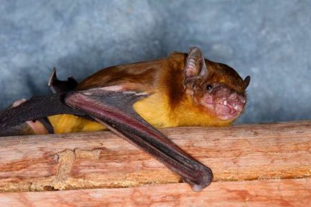 An African yellow house bat.
