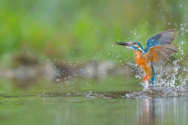 A kingfisher busting out of water thumbnail