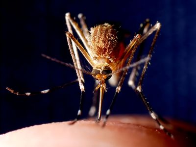 Mosquito-borne diseases, such as Zika, malaria and Rift Valley Fever, threaten billions of people around the world. 