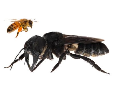 Wallace's giant bee is nearly four times larger than a European honeybee.
