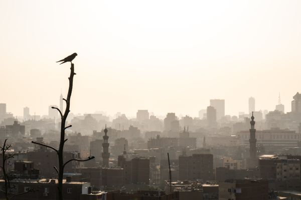 Bird watches the sunset over the city of Cairo thumbnail
