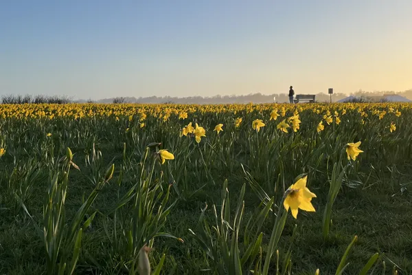 A daffodil day thumbnail