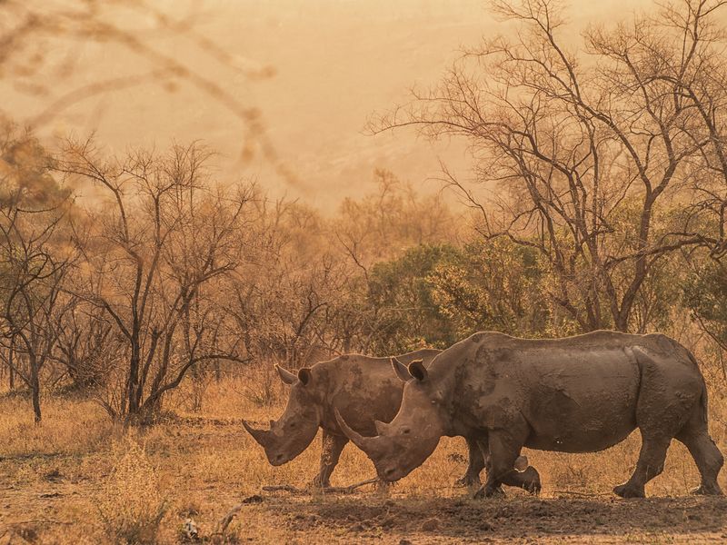 Rhino Sunset | Smithsonian Photo Contest | Smithsonian Magazine