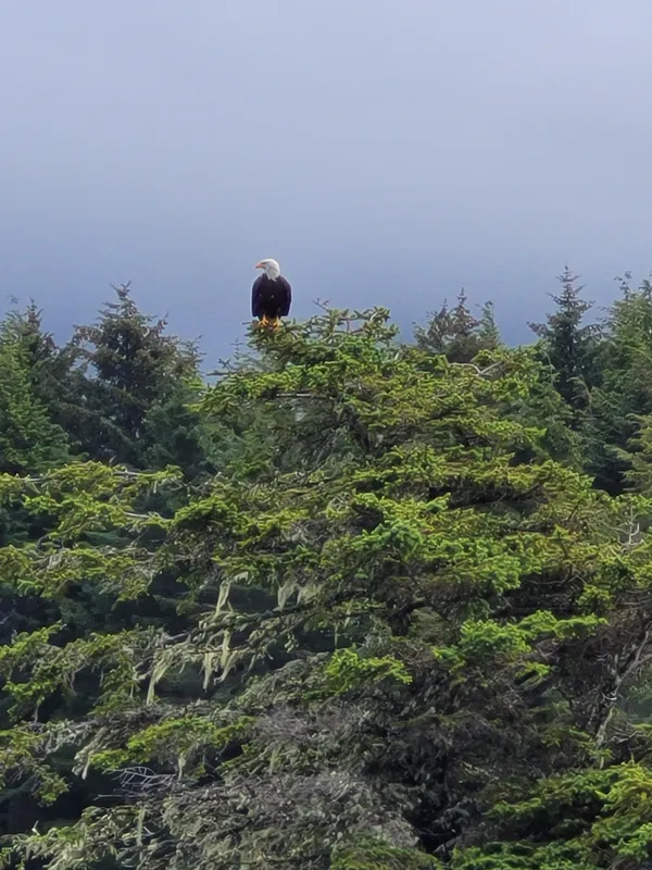 Resting Eagle thumbnail