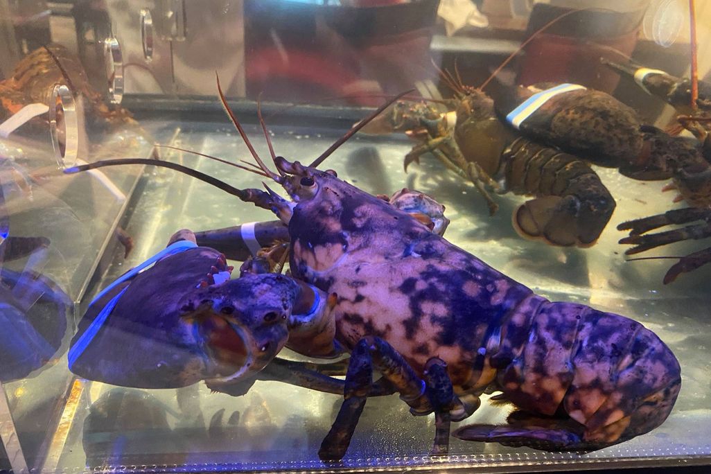 A black lobster with orange spots sits in a fishtank 