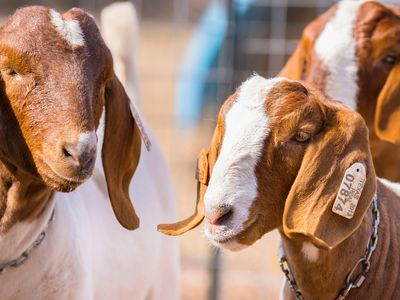 Young boer goats, a meat breed, in Texas