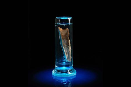 Like most innovations in science, the study of whale earwax—a.k.a. earplugs—as oceanic core samples came about by asking a question no one had thought to ask.