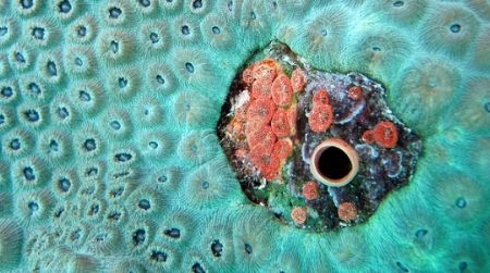Small red boring sponges embedded in star coral, killing the coral polyps immediately surrounding them.