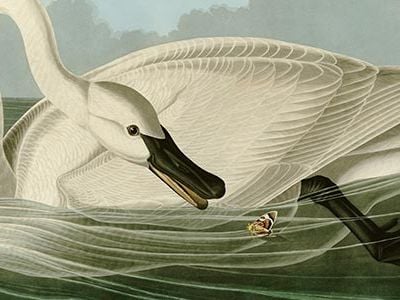 John James Audubon Trumpeter Swan