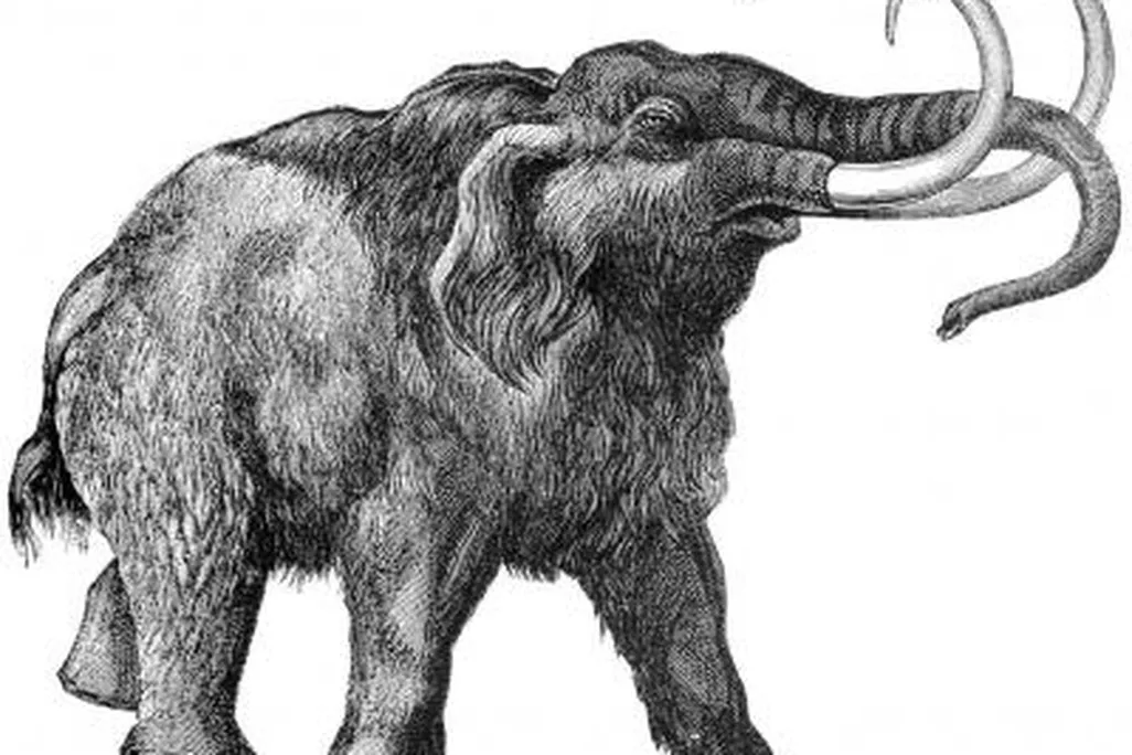 20110520104012mammoth.jpg