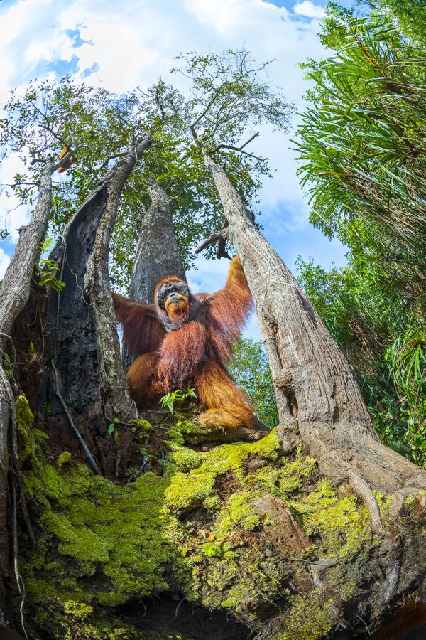 Save Orangutans Habitat thumbnail