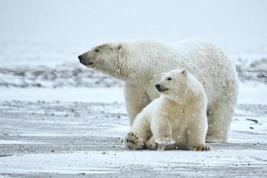 Toxic Chemicals Banned 20 Years Ago Finally Disappearing From Arctic  Wildlife | Science| Smithsonian Magazine