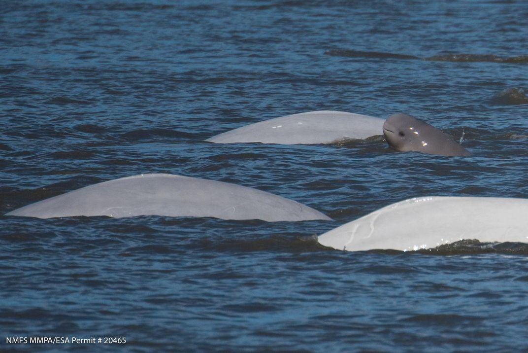 Whales from Cook Inlet