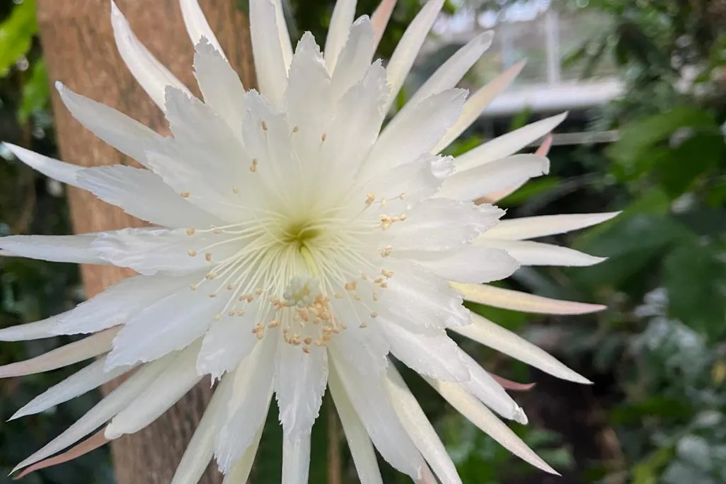The photo shows a close-up of a moonflower cactus in full bloom. The petals are spiky and white in color. 