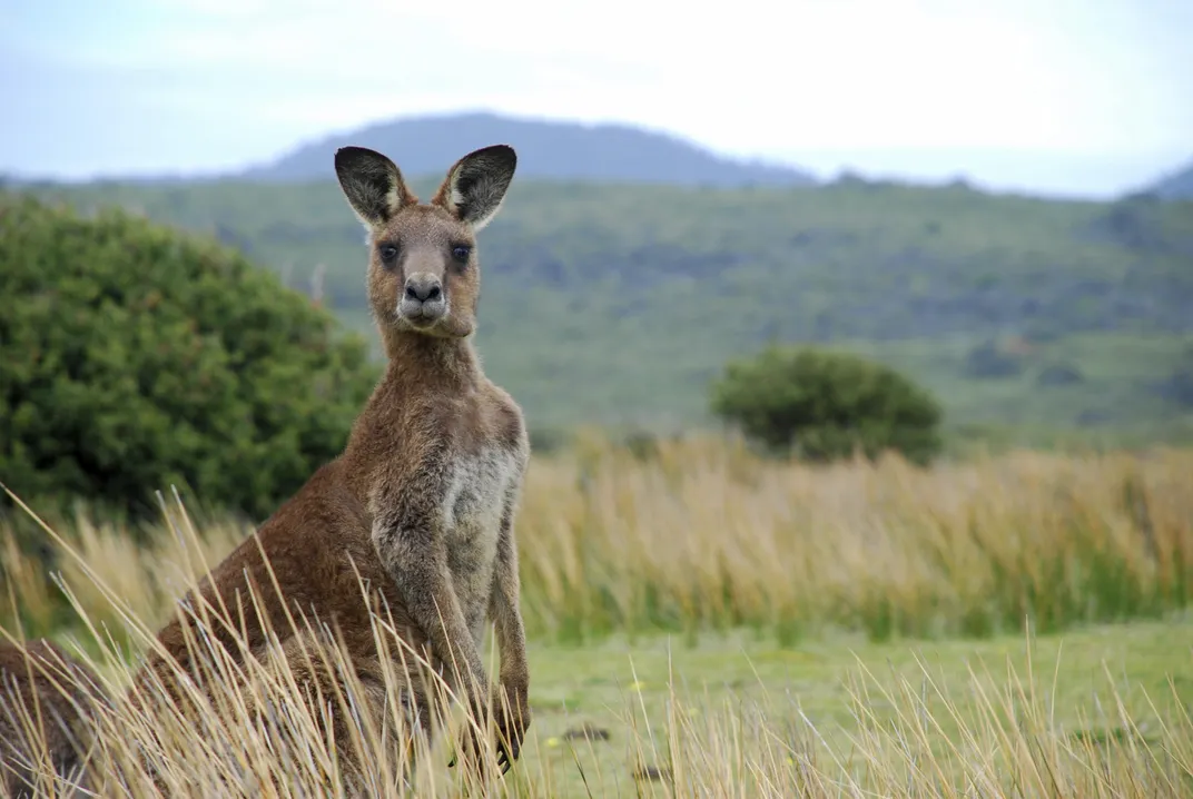 Australian Kangaroo