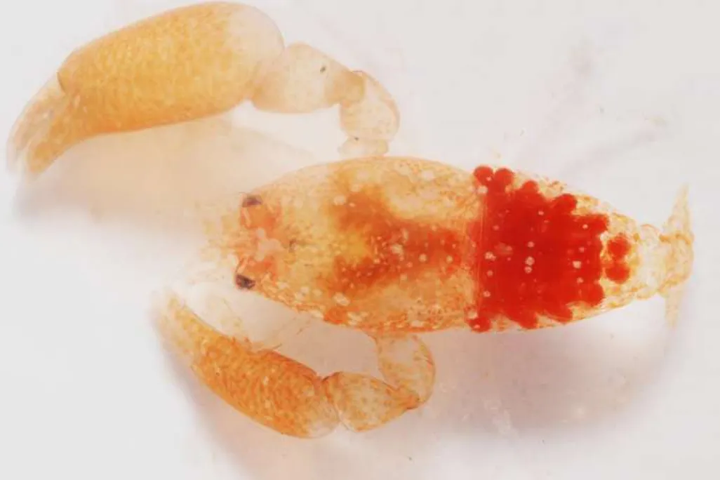 Bilbo Shrimp.jpg