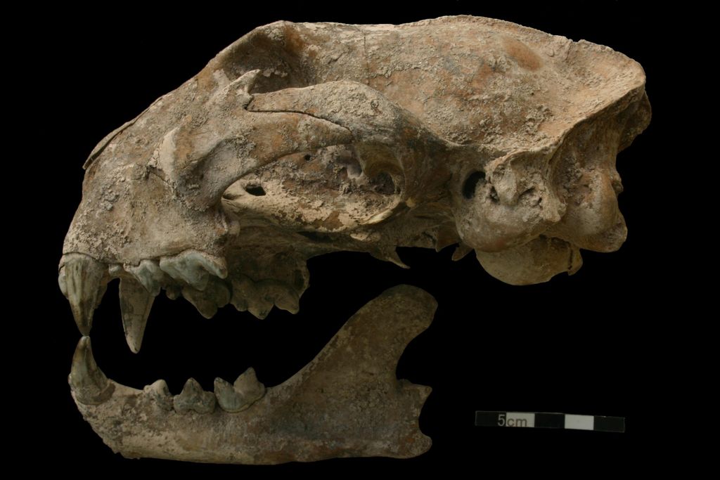 Puma Skull