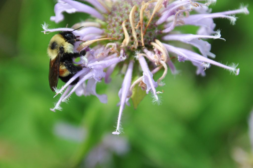 Rusty_Patched_Bumble_Bee_on_Wild_Bergamot_(28626833097).jpg