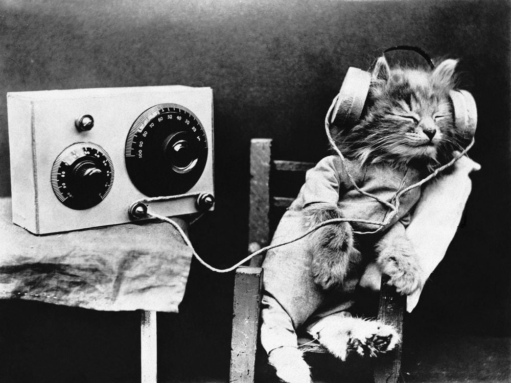 Music for cats