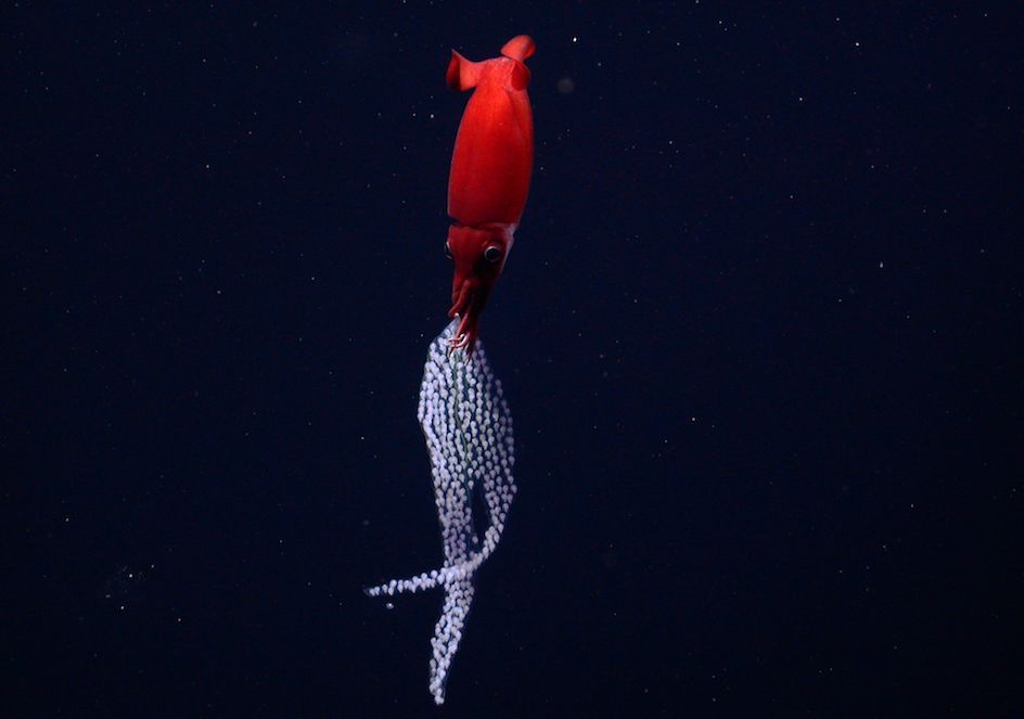 An image of a bright red squid holding a sac of hundreds of eggs