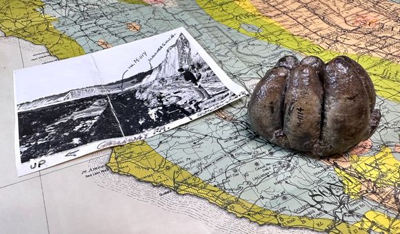 A large, brown tooth sits on top of a colorful map of the California coast