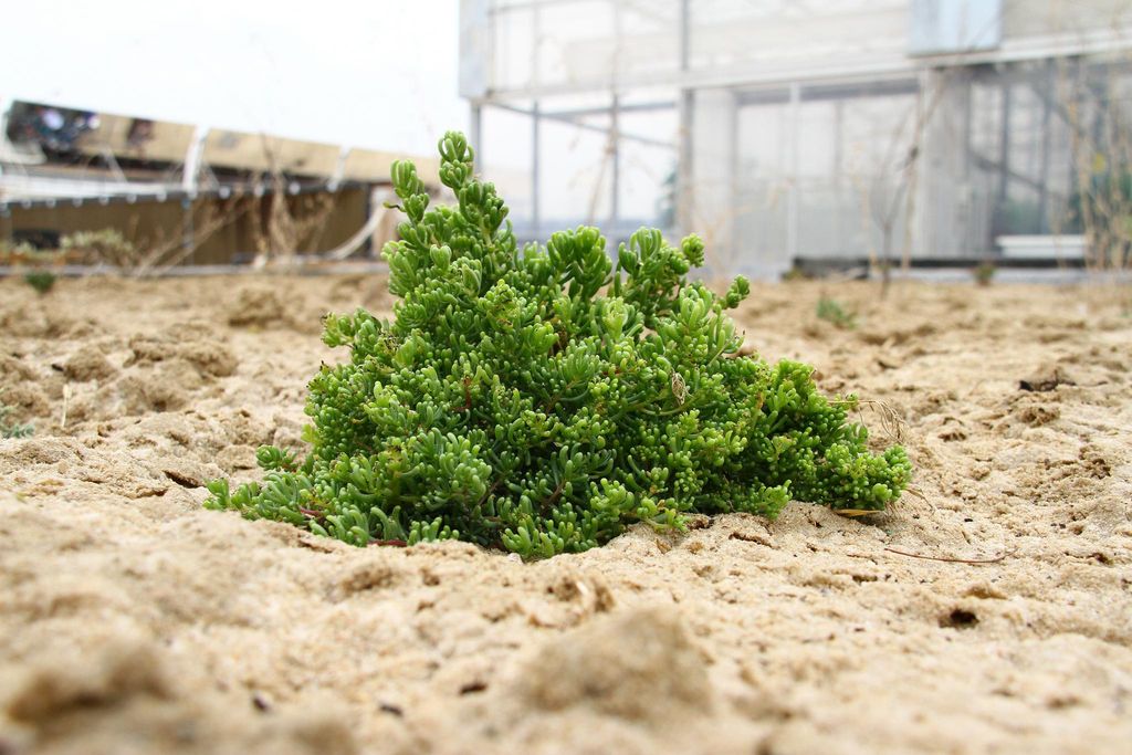 salsola.jpg